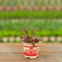 Beets – Bulls Blood – 4″ Pot